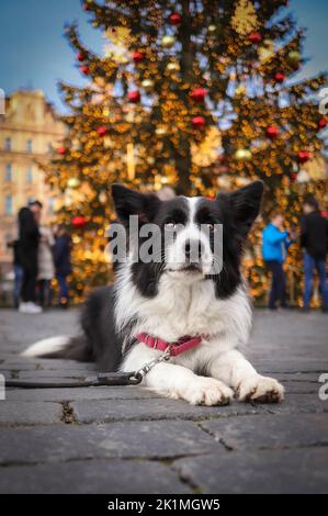 Border Collie se trouve sur Cobblestone, sur la place de la vieille ville pendant les fêtes. Portrait vertical de chien noir et blanc avec arbre de Noël. Banque D'Images