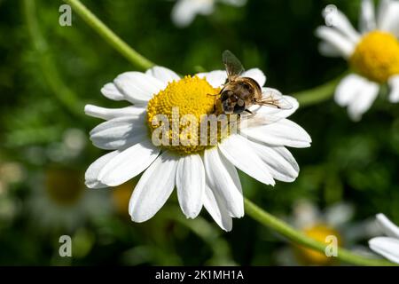 Chamaemelum nobile plante à fleurs d'été avec une fleur blanche d'été communément connue sous le nom de camomille commune avec un insecte de l'abeille collectant le miel Banque D'Images