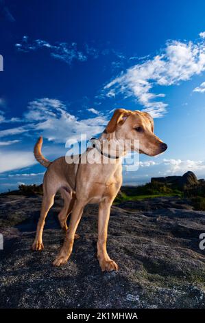 Red Fox Labrador Puppy, âgé de 5 mois Banque D'Images