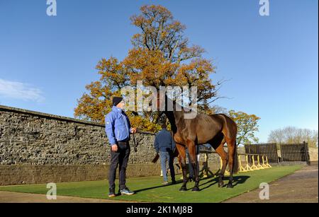 Saint Davy, qui a vendu pour £270 000 aux 2021 Goffs décembre P2P Vente à Yorton Stud, Welshpool, pays de Galles après une victoire inaugurale de 4 y-o P2P à Quakerstown. Banque D'Images