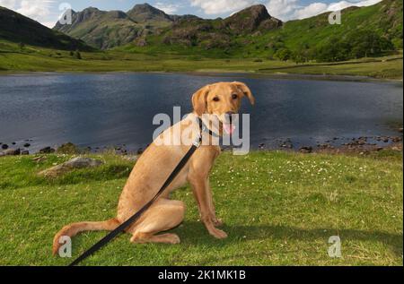 Un jeune chiot de Red Fox Labrador à Blea Tarn, dans le parc national du district du lac Banque D'Images