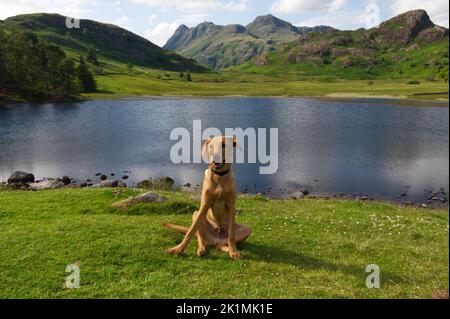 Un jeune chiot de Red Fox Labrador à Blea Tarn, dans le parc national du district du lac Banque D'Images
