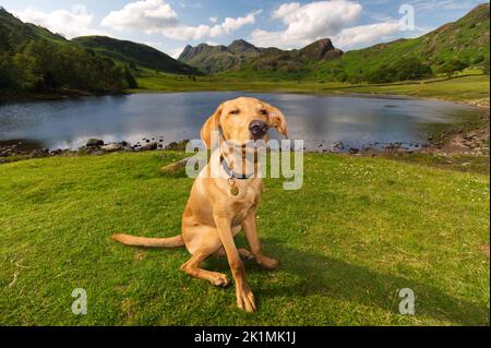 Un jeune chiot de Red Fox Labrador à Blea Tarn, dans le parc national du district du lac Banque D'Images