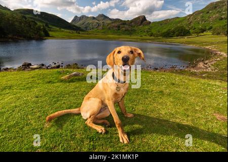 Un jeune chiot de Red Fox Labrador à Blea Tarn, dans le parc national du district du lac Banque D'Images