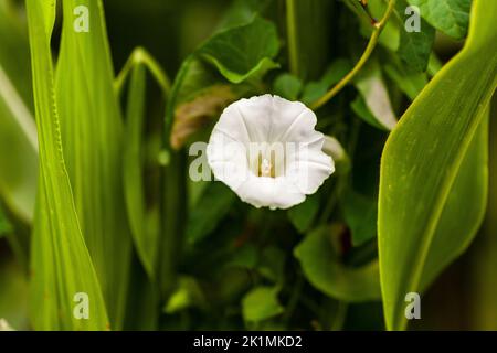 Gros plan du Convolvulus arvensis blanc, le petit-adventice, est une espèce de petit-adventice qui est rhizomateuse et qui fait partie de la famille Morning Glory Banque D'Images