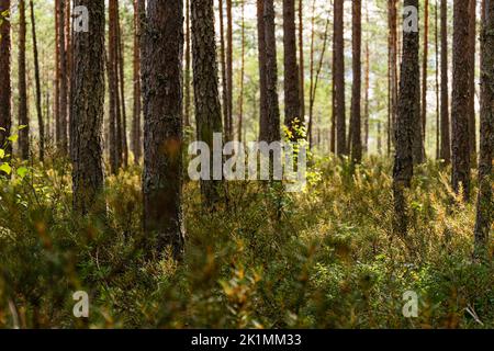 Forêt de pins en plein soleil le matin, vue à angle bas avec sol vert de forêt Banque D'Images