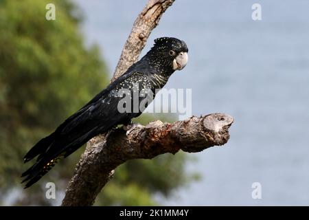 Un gros plan d'un oiseau noir Cockatoo perché sur une branche d'arbre Banque D'Images