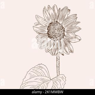 Gravure de tournesol, fleurs d'été, encre. Illustration de Vecteur