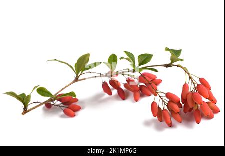 Branche de barberge avec baies rouges isolées sur blanc Banque D'Images