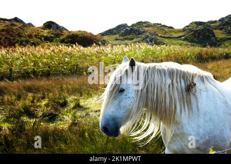 Gros plan d'une tête de poneys sur le Wild Atlantic Way, Irlande - John Gollop Banque D'Images