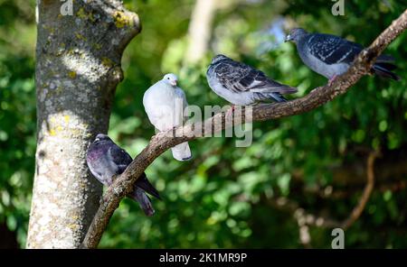 Beaucoup de colombes de roche ou de pigeons communs ou de pigeons sauvages dans un arbre à Kelsey Park, Beckenham, Grand Londres. Colombe ou pigeon commun (Columba livia) Banque D'Images