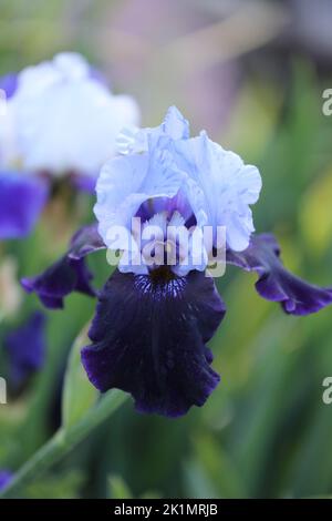 Une belle fleur d'iris violette à deux tons qui fleurit au printemps sur un fond flou dans le Wisconsin, aux États-Unis Banque D'Images