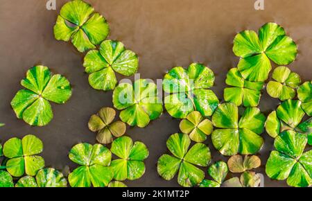 Feuilles flottantes de trèfle dans l'eau Banque D'Images