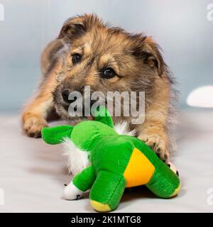 Portrait d'un chiot rouge drôle dans le studio sur un fond clair avec un jouet doux le chiot est étrange et maladroit, mais très mignon et sera un fidèle f Banque D'Images