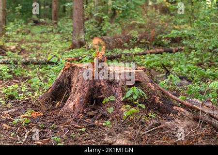 La souche a été laissée d'un grand vieux arbre dans la forêt sauvage. L'ancienne épinette était infestée de ravageurs et l'arbre a été coupé. Humidifier l'écorce et l'herbe après Banque D'Images