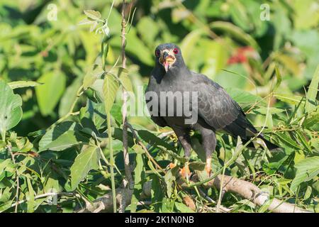 Cerf-volant, Rostrhamus sociabilis, adulte unique se nourrissant de l'escargot de pomme tout en perchée sur la végétation, Pantanal, Brésil Banque D'Images