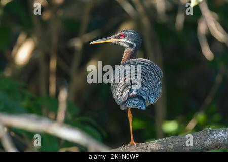 Lanterne ou lanterne, Euryga helias, adulte unique debout sur la végétation du côté de l'eau, Pantanal, Brésil Banque D'Images