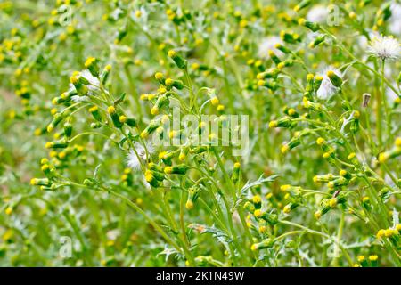 L'arachide (senecio vulgaris), gros plan d'une masse de l'herbe commune montrant les petites fleurs et les têtes de semis à plumes. Banque D'Images