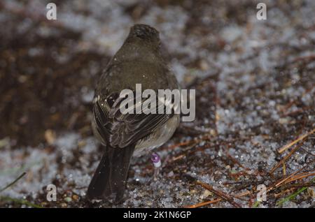 Grand Canaria bleu Chaffinch Fringilla polatzeki. Jeune femme sur le plancher de la forêt couvert de grêle. Tejeda. Grande Canarie. Îles Canaries. Espagne. Banque D'Images