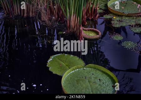 Jardin flottant dans les jardins botaniques Banque D'Images