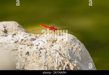 Branche violette (Trithemis annulata), mâle, repos de libellules, près de l'étang d'eau. Andalousie, espagne. Banque D'Images