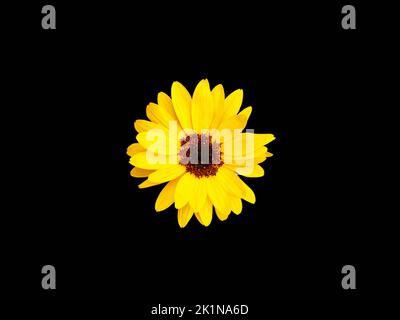 Gros plan d'une vue botanique d'un tournesol jaune annuel vu sur fond noir. Banque D'Images