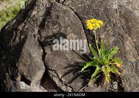 Plante Sonchus acaulis en fleur. Réserve naturelle intégrale de l'Inagua. Grande Canarie. Îles Canaries. Espagne. Banque D'Images