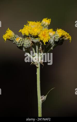 Plantez Sonchus acaulis avec des fleurs flétries. Réserve naturelle intégrale de l'Inagua. Grande Canarie. Îles Canaries. Espagne. Banque D'Images