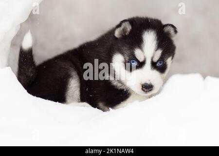 Portrait d'hiver d'un chiot husky Sibérien aux yeux bleus Banque D'Images