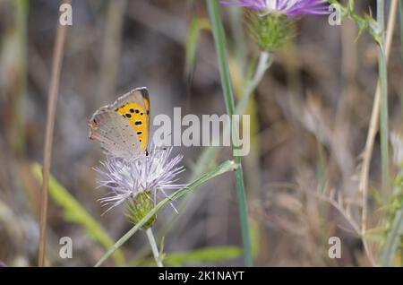 Petit cuivre Lycaena phlaeas se nourrissant d'une fleur de chardon-Marie violet Galatites tomentosa. Réserve d'Inagua. Grande Canarie. Îles Canaries. Espagne. Banque D'Images
