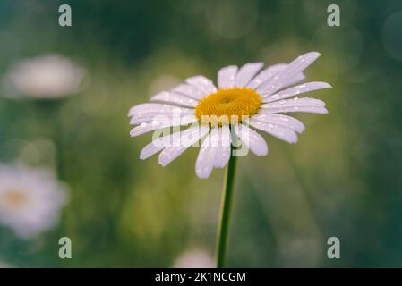 Gros plan de la fleur de pâquerette blanche recouverte de gouttelettes de rosée sur la prairie Banque D'Images