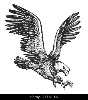 Aigle à tête blanche volant isolé sur fond blanc. Esquisse d'oiseau animal. Illustration dessinée à la main dans un style de gravure vintage Banque D'Images