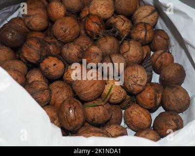 Noix humides collectées dans un sac en plastique blanc à l'automne. Nourriture de base dans une alimentation saine végétarienne. Ingrédient biologique dans les aliments sains. Banque D'Images