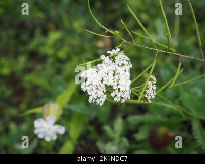 Achillea millefolium, également connu sous le nom de pyarrow commun, poivre de l'homme ancien, ortie du diable, sanguinary, milfoil, woundwort du soldat Banque D'Images