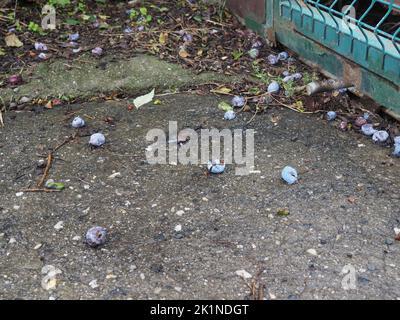 Prunes tombées sur le sol à côté d'une clôture, prunes à recueillir et à utiliser dans le brandy fait maison Banque D'Images