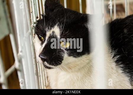 Goias, Brésil – 17 septembre 2022 : un chat noir et blanc exposé lors d'un salon d'adoption. Banque D'Images