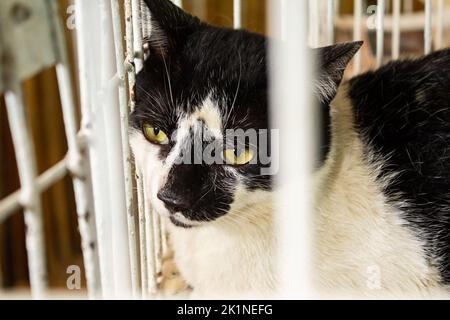 Goias, Brésil – 17 septembre 2022 : un chat noir et blanc exposé lors d'un salon d'adoption. Banque D'Images