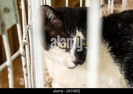 Goias, Brésil – 17 septembre 2022 : un chat noir et blanc exposé lors d'un salon d'adoption. Banque D'Images