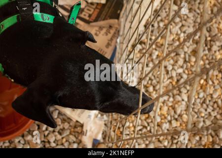 Goiânia, Goias, Brazil – September 17, 2022: A black dog on display inside a pen at an animal adoption fair in Goiania. Stock Photo