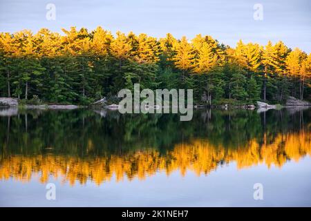 Les sommets des pins et leurs réflexions sur le lac Crab dans le parc Kawartha Highlands, sont jaune éclatant quand le soleil couchant les illumine. Banque D'Images