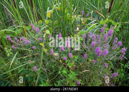 Grand Meadows National Wildlife Refuge Banque D'Images