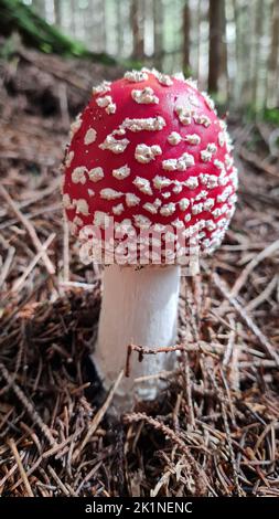 Mouche fraîche champignon agarique, Amanita muscaria croissant dans la forêt Banque D'Images