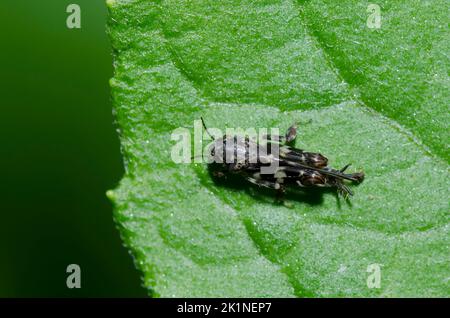 Cricket de sable plus petit, Ellipes minuta Banque D'Images