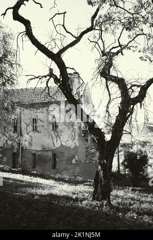 Un cliché vertical noir et blanc avec un vieux arbre sec et pittoresque mort au premier plan et une maison en pierre abandonnée en toile de fond sur un soleil Banque D'Images