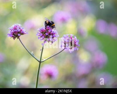 Bumble Bee sur un Verbena dans le parc Carl Johans en septembre 2022 à Norrköping, Suède Banque D'Images