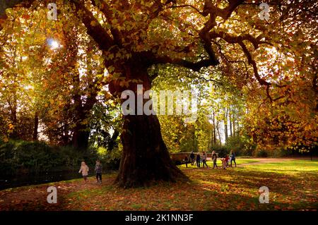 Le soleil brille à travers les feuilles d'automne tandis que les visiteurs de l'abbaye de Mottisfont près de Romsey, Hampshire, profiter au maximum du temps chaud d'octobre. Pic Mike Walker, Mike Walker Pictures, 2014 Banque D'Images