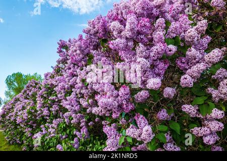 Arbustes lilas en pleine floraison estivale; Buffalo; Wyoming; États-Unis Banque D'Images