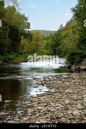 Roscoe, NY - USA - 17 septembre 2022 vue panoramique verticale de l'écoulement Beaver Kill flanquée d'arbres et de hautes herbes. Ses banques couvertes de pierres et Banque D'Images