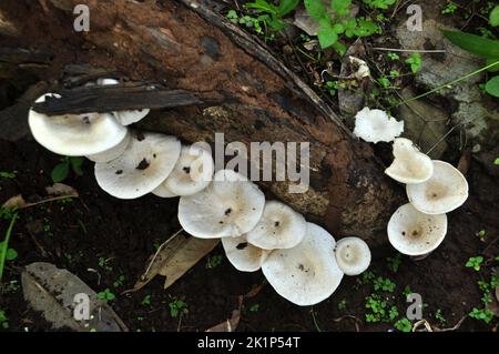 Le champignon du bois blanc pousse sur les arbres morts Banque D'Images