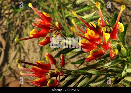 Grevillea 'Bonnie Prince Charlie'(Grevillea rosmarinifolia x alpina) fleurs et feuillage Banque D'Images